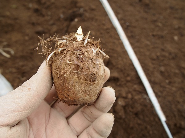 今年の里芋の種芋