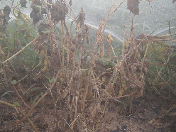 栽培中の大豆