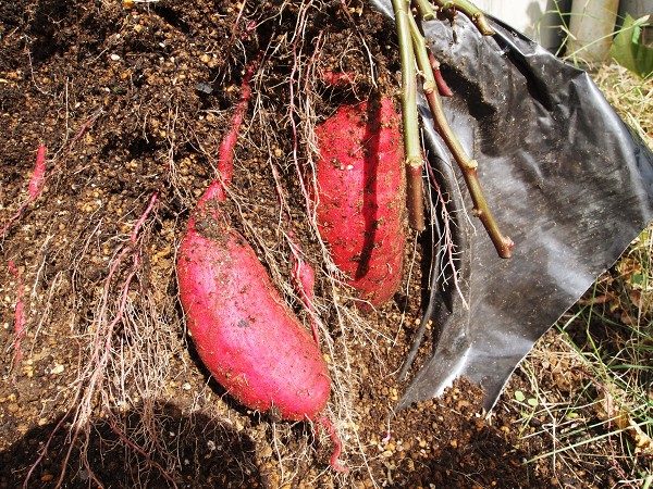 培養土袋で育てたサツマイモ