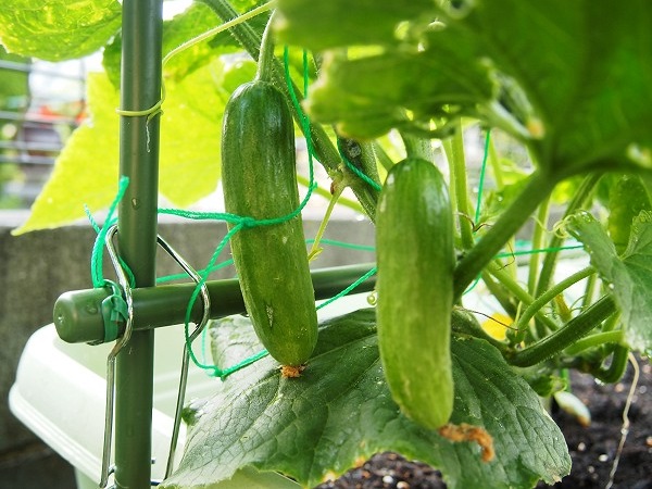 農家直送　ミニきゅうり 1周年特別価格！】珍しいミニきゅうり！3kg【FGAP取得済み