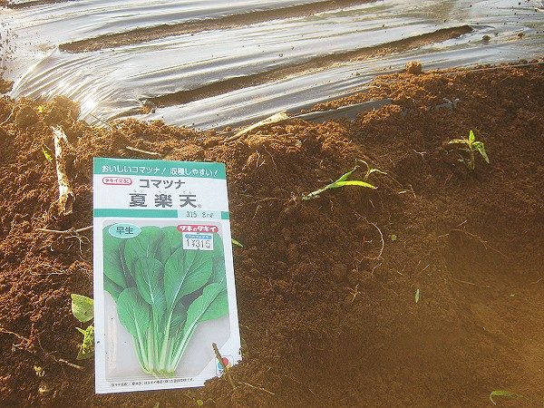 小松菜の種