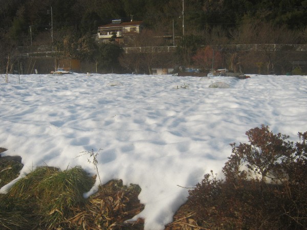 雪に埋もれた畑
