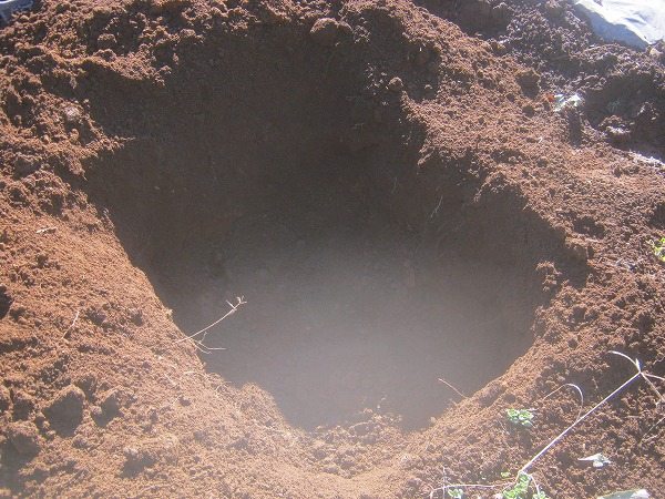 大根を埋めるための穴を掘る