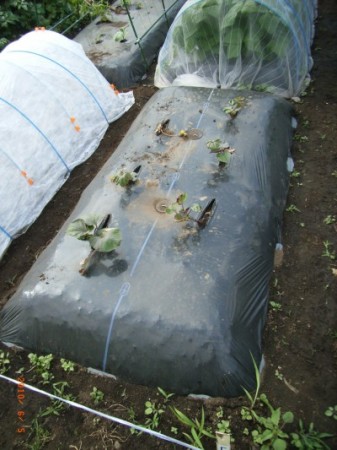 サツマイモを通常通り植えつける