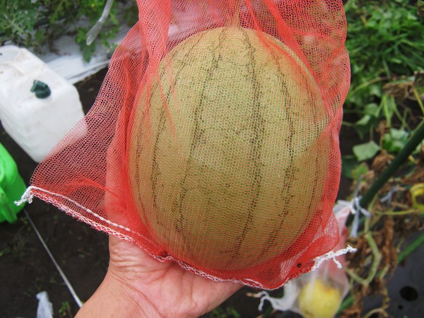 空中栽培で収穫した小玉スイカ