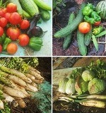 野菜の分類