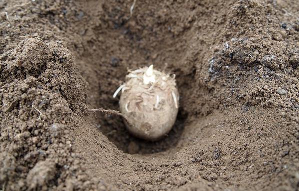 植えた里芋の種芋