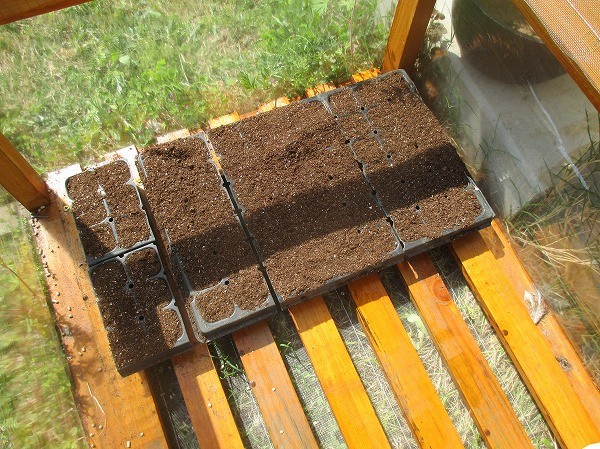 種まきしたセルトレイを苗床に置いたところ