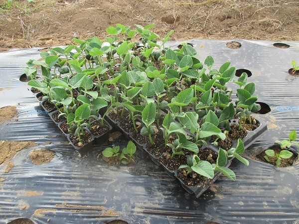 セルトレイで育てた枝豆の苗