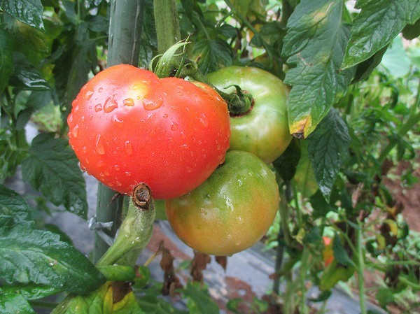 真っ赤に完熟したトマト