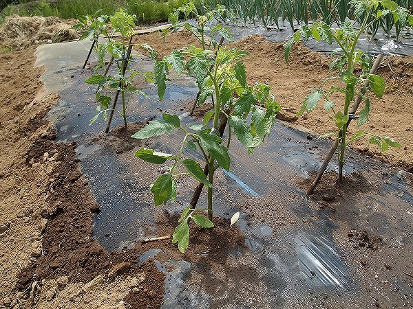 畑に植えつけたトマトの苗