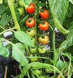 ミニ・中玉トマトの育て方