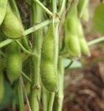 枝豆の育て方