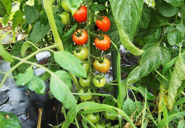 収穫適期のミニトマト