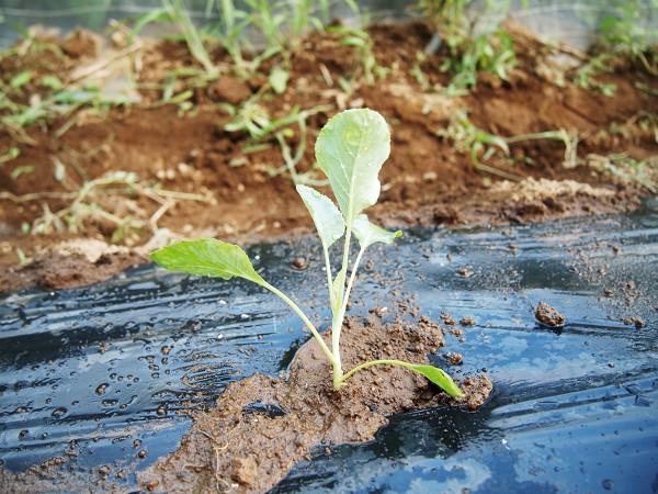 カリフラワーの苗を植える